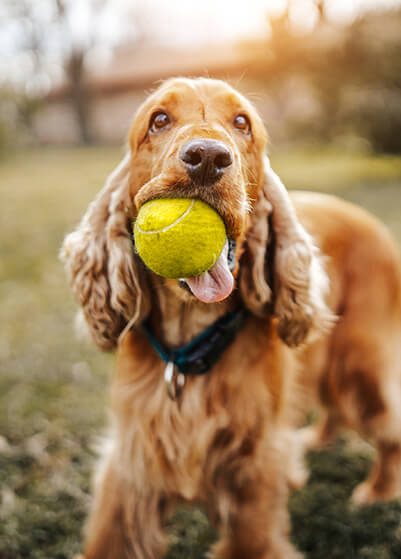Dog With Tennis Ball In Mouth