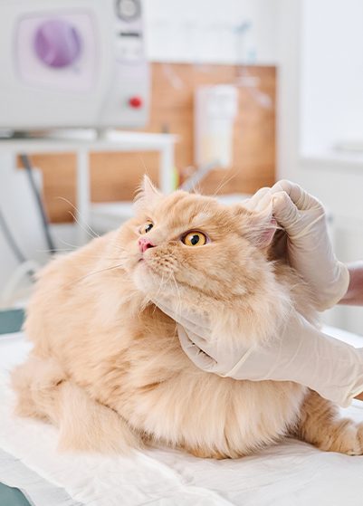 cat vaccinations in oro valley, az