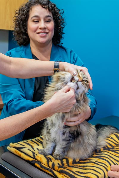 Staff Members Giving Cat Dental Exam