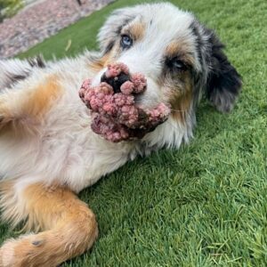 dog laying in the grass with growths on her mouth