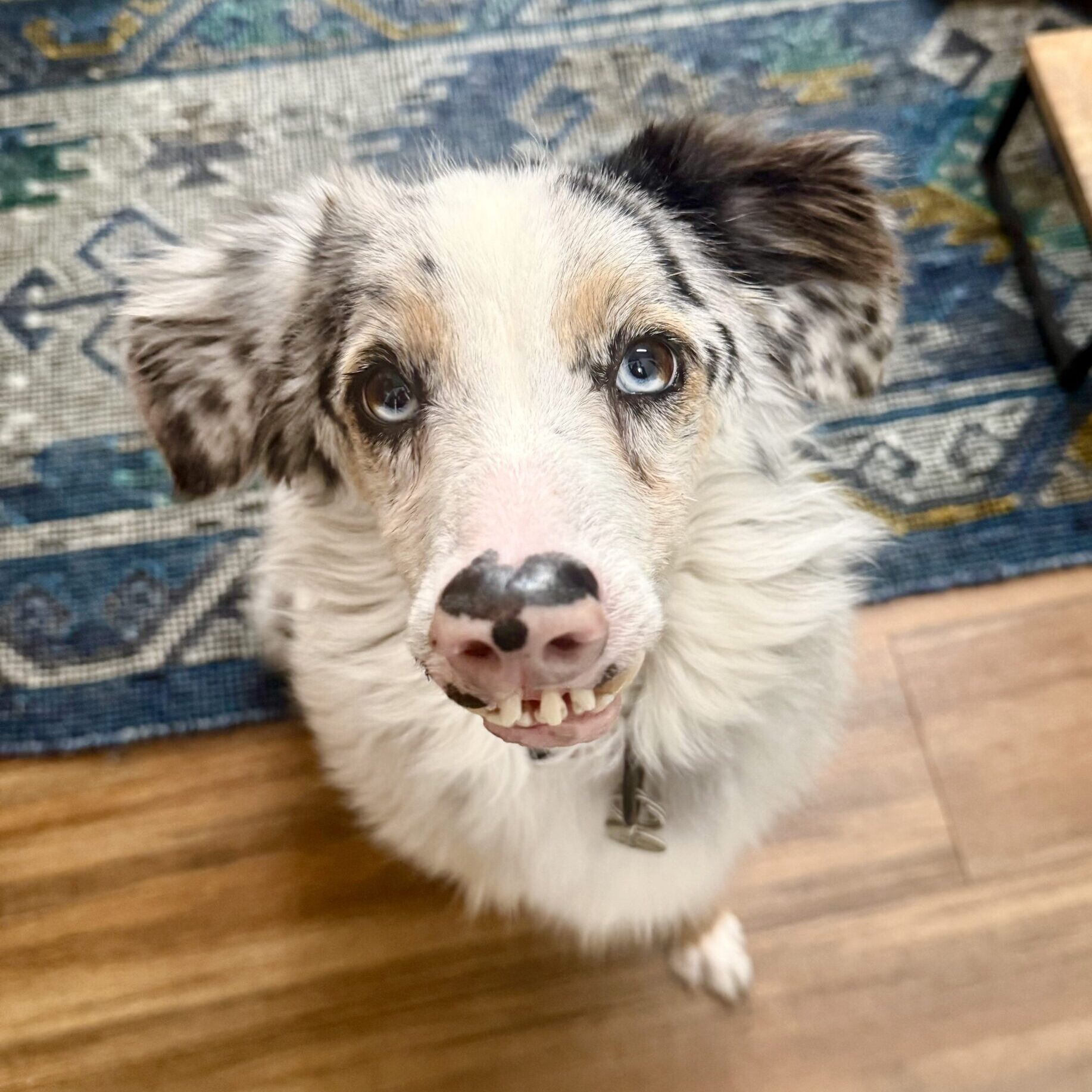 tan and white dog with a pink nose sitting on the carpet at home and looking up